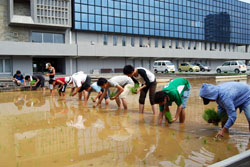 田植えの様子③小学生もがんばって植えました