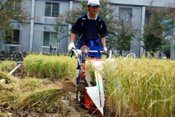 稲刈り:大学院環境計画学専攻2年中道隆広君