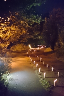 ライトアップされたビオトープ通路