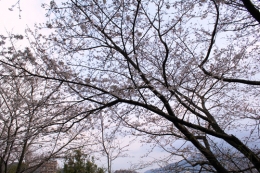 春雨の桜